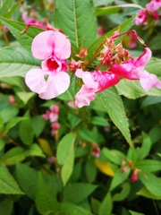 Impatiens glandulifera