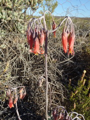 Cotyledon orbiculata orbiculata