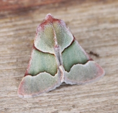 Drepanogynis asteiochlora