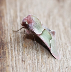 Drepanogynis asteiochlora