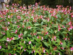 Impatiens glandulifera