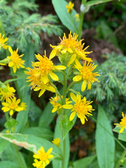 Solidago