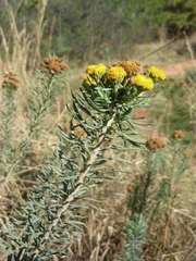 Phymaspermum athanasioides