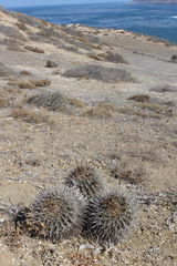 Ferocactus fordii