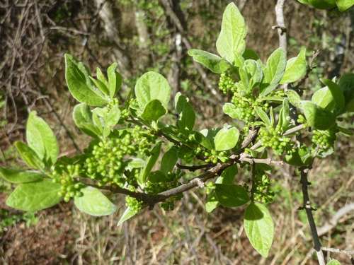 Velvet Rock-Alder (Afrocanthium gilfillanii) · iNaturalist