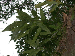 Microsorum membranifolium