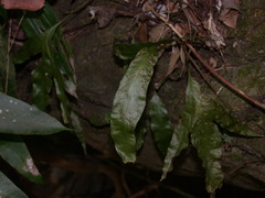 Microsorum membranifolium