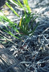 Eriospermum proliferum