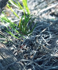 Eriospermum proliferum