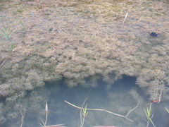 Najas indica