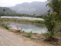 Najas indica