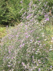 Limonium platyphyllum