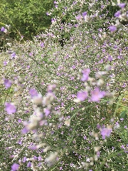 Limonium platyphyllum