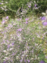 Limonium platyphyllum