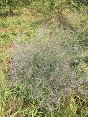 Limonium platyphyllum