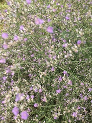 Limonium platyphyllum