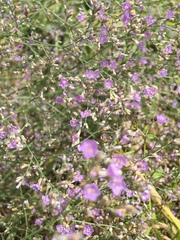 Limonium platyphyllum