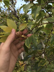 Metrosideros macropus