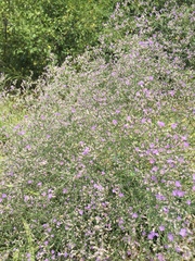 Limonium platyphyllum
