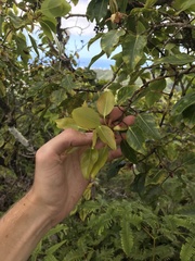 Metrosideros macropus