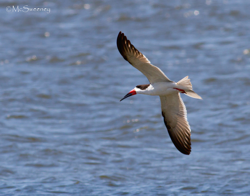 Black Skimmer, Rietvlei Wetlands, photo 7 of 10