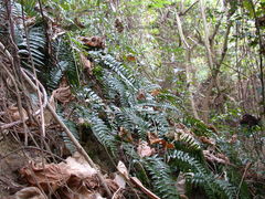 Bolbitis rhizophylla