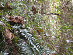 Bolbitis rhizophylla