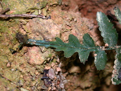 Bolbitis rhizophylla