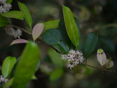 Chionanthus mala-elengi