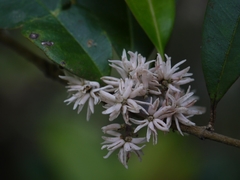 Chionanthus mala-elengi