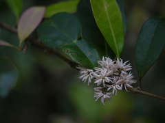 Chionanthus mala-elengi