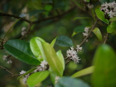 Chionanthus mala-elengi