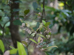 Chionanthus mala-elengi