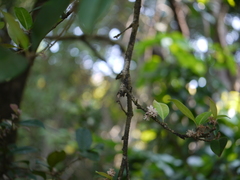 Chionanthus mala-elengi