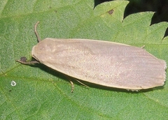 Eilema griseola
