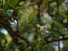 Chionanthus mala-elengi