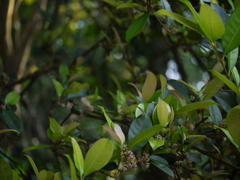 Chionanthus mala-elengi