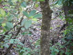 Chionanthus mala-elengi