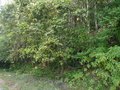 Chionanthus mala-elengi