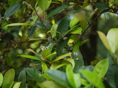 Chionanthus mala-elengi