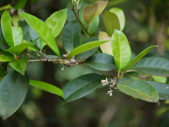 Chionanthus mala-elengi