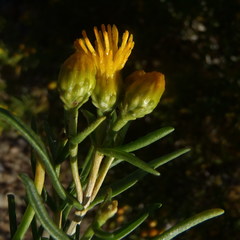 Pteronia pallens
