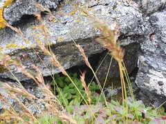 Festuca vivipara