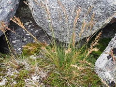 Festuca vivipara