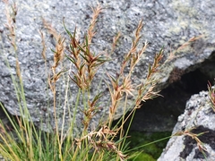 Festuca vivipara