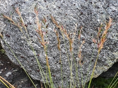 Festuca vivipara