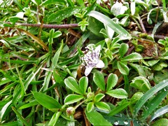Cleome felina
