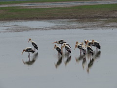 Mycteria leucocephala