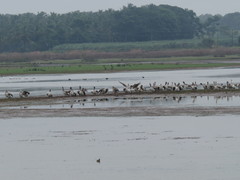 Pelecanus philippensis