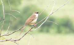 Prinia sylvatica